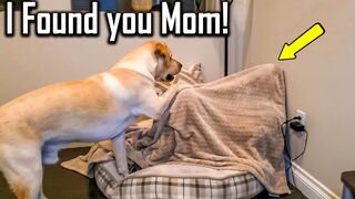 FUNNIEST  DOG - You'll laugh until you're FART with these FUNNY DOG Videos