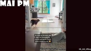 FUNNIEST  DOG - You'll laugh until you're FART with these FUNNY DOG Videos