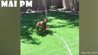 FUNNIEST  DOG - You'll laugh until you're FART with these FUNNY DOG Videos