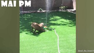 FUNNIEST  DOG - You'll laugh until you're FART with these FUNNY DOG Videos