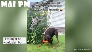 FUNNIEST  DOG - You'll laugh until you're FART with these FUNNY DOG Videos