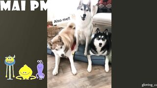 FUNNIEST  DOG - You'll laugh until you're FART with these FUNNY DOG Videos