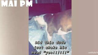 FUNNIEST  DOG - You'll laugh until you're FART with these FUNNY DOG Videos