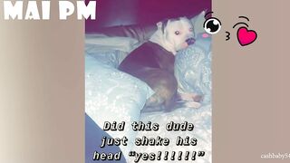 FUNNIEST  DOG - You'll laugh until you're FART with these FUNNY DOG Videos