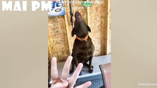 FUNNIEST  DOG - You'll laugh until you're FART with these FUNNY DOG Videos