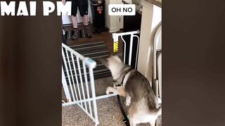 FUNNIEST  DOG - You'll laugh until you're FART with these FUNNY DOG Videos