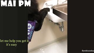 FUNNIEST  DOG - You'll laugh until you're FART with these FUNNY DOG Videos