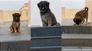 Cute puppy Compilation 2021 || Funny puppy video