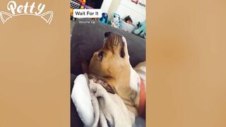 Happy Doggos That Will Absolutely Brighten Up Your Day ???? Funny Dog Compilation 2021