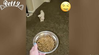 Happy Doggos That Will Absolutely Brighten Up Your Day ???? Funny Dog Compilation 2021