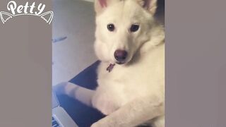 Happy Doggos That Will Absolutely Brighten Up Your Day ???? Funny Dog Compilation 2021