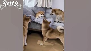 Happy Doggos That Will Absolutely Brighten Up Your Day ???? Funny Dog Compilation 2021