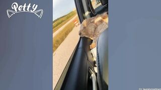 Happy Doggos That Will Absolutely Brighten Up Your Day ???? Funny Dog Compilation 2021