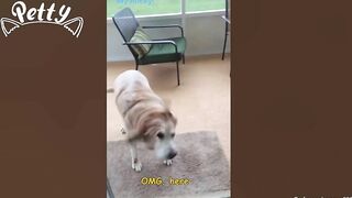 Happy Doggos That Will Absolutely Brighten Up Your Day ???? Funny Dog Compilation 2021