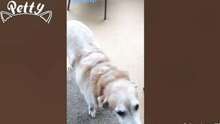 Happy Doggos That Will Absolutely Brighten Up Your Day ???? Funny Dog Compilation 2021