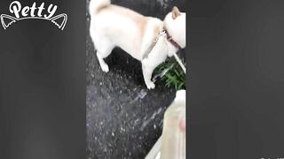 Happy Doggos That Will Absolutely Brighten Up Your Day ???? Funny Dog Compilation 2021