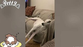 Happy Doggos That Will Absolutely Brighten Up Your Day ???? Funny Dog Compilation 2021