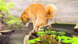 Happy Doggos That Will Absolutely Brighten Up Your Day ???? Funny Dog Compilation 2021