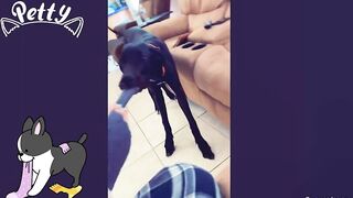 Happy Doggos That Will Absolutely Brighten Up Your Day ???? Funny Dog Compilation 2021
