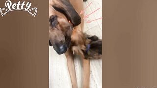 Happy Doggos That Will Absolutely Brighten Up Your Day ???? Funny Dog Compilation 2021
