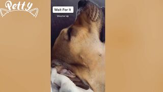 Happy Doggos That Will Absolutely Brighten Up Your Day ???? Funny Dog Compilation 2021