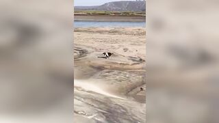 Cute rescue chihuahuas get VIP bike ride to the beach!