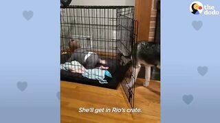 Baby Husky Grows Up With Baby Girl And They Do Everything Together | The Dodo Soulmates