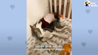 Baby Husky Grows Up With Baby Girl And They Do Everything Together | The Dodo Soulmates