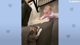Baby Husky Grows Up With Baby Girl And They Do Everything Together | The Dodo Soulmates