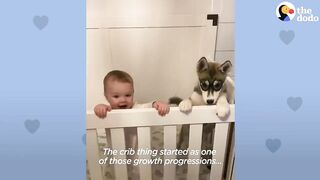Baby Husky Grows Up With Baby Girl And They Do Everything Together | The Dodo Soulmates