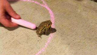 Frog Refuses to Leave Circle