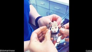 Frog Refuses to Leave Circle