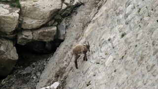 The incredible ibex defies gravity and climbs a dam | Forces of Nature with Brian Cox - BBC