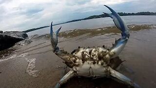 Mr Krabs "Money Money Money" - Meme Compilation