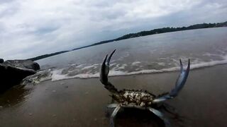 Mr Krabs "Money Money Money" - Meme Compilation