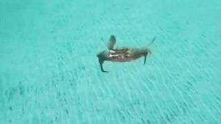 Mr Krabs "Money Money Money" - Meme Compilation