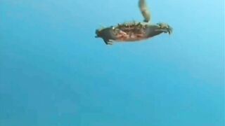 Mr Krabs "Money Money Money" - Meme Compilation