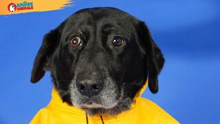 FUNNY DOG VIDEOS TO START YOUR NEW DAY!???????????? The FUNNIEST DOGS compilation 17