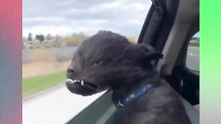 FUNNY DOG VIDEOS TO START YOUR NEW DAY!???????????? The FUNNIEST DOGS compilation 17