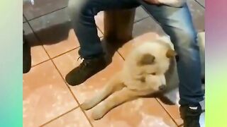 FUNNY DOG VIDEOS TO START YOUR NEW DAY!???????????? The FUNNIEST DOGS compilation 17