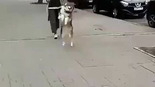 FUNNY DOG VIDEOS TO START YOUR NEW DAY!???????????? The FUNNIEST DOGS compilation 17