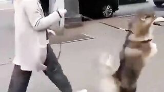 FUNNY DOG VIDEOS TO START YOUR NEW DAY!???????????? The FUNNIEST DOGS compilation 17