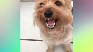 FUNNY DOG VIDEOS TO START YOUR NEW DAY!???????????? The FUNNIEST DOGS compilation 17