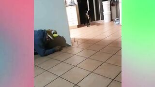 FUNNY DOG VIDEOS TO START YOUR NEW DAY!???????????? The FUNNIEST DOGS compilation 17