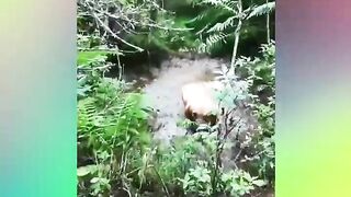 FUNNY DOG VIDEOS TO START YOUR NEW DAY!???????????? The FUNNIEST DOGS compilation 17