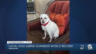 Palm Beach County dog earns Guinness World Record