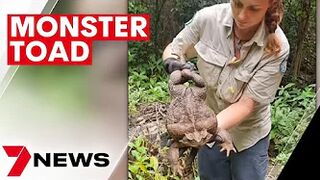 Monster 2.7kg cane toad dubbed 'Toadzilla' found near Airlie Beach in Queensland | 7NEWS