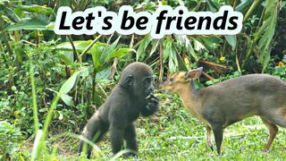 gorilla baby Jabali / compilation of chase Reeves's muntjac  /金剛猩猩Jabali追逐山羌彙編