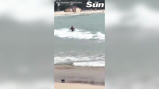 HUGE shark lurks up close to unsuspecting swimmers on Sydney beach