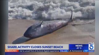 Shark activity closes stretch of Huntington Beach coastline